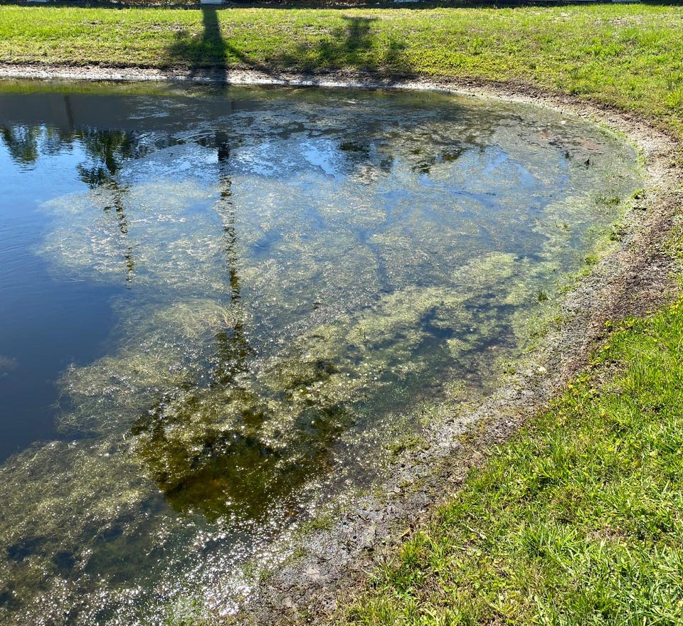 Overgrown pond